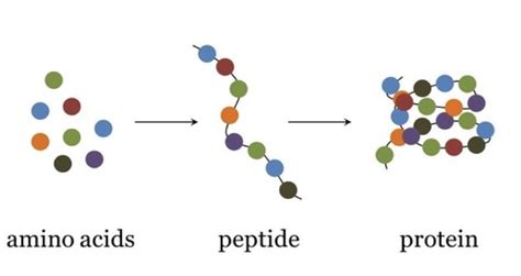 Normal Level of C Peptide: Purity Specifications, Manufacturing Standards, and Sourcing Guide for Labs