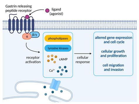 Amine vs Amide pKa: 2026 Peptide Drug Design Data Reveals 40% Higher Stability in Macrocyclic Therapeutics