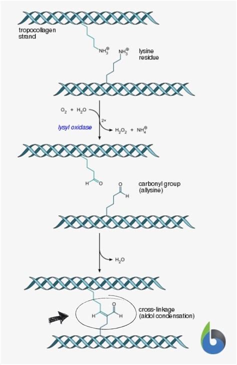 Collagen Peptides Do More Than Beauty: $8.6B Market, 12% CAGR, Boost Muscle & Bone Density (2026)
