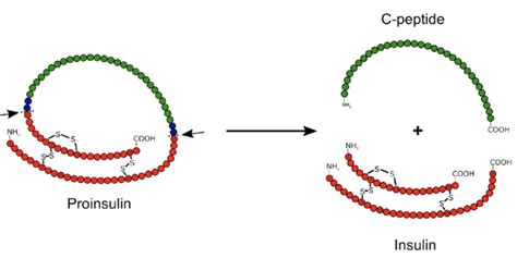 Peptide Chain Purity and Manufacturing Specifications A Technical Guide for Bulk Sourcing and Certification
