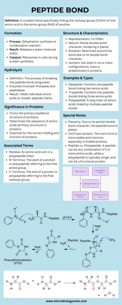 The Complete Technical Guide to Ipamorelin Peptides Purity Specifications Manufacturing and Sourcing for B2B Wholesale