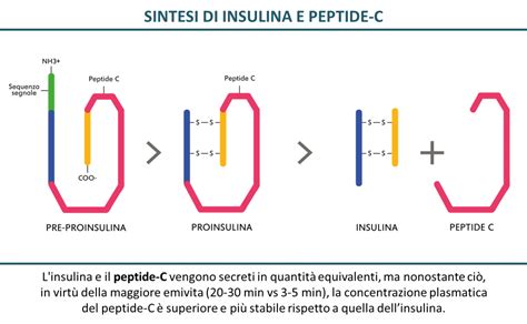 Peptide Antimicrobial Sourcing Guide Purity Specifications Manufacturing Certifications