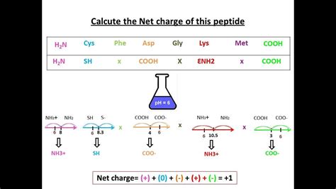 Pro Beta Natriuretic Peptide Sourcing Guide Purity Specifications Manufacturing Certifications