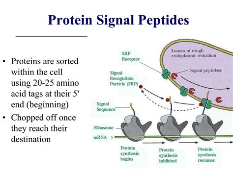 skinfix Triple Lipid-Peptide Cream: 2026 Data Shows Peptide Skincare Market Surge, Outperforming Retinol Alternatives