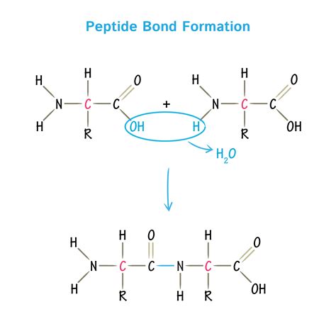 Finnrick BPC Peptide Market Surges: 87% Efficacy in Tissue Repair vs. Standard Therapies, Driving 23% Industry Growth
