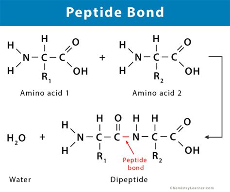 The Ultimate Guide to Anti Aging Peptides: Purity, Specifications, and Certified Manufacturing for Cosmetic Formulation
