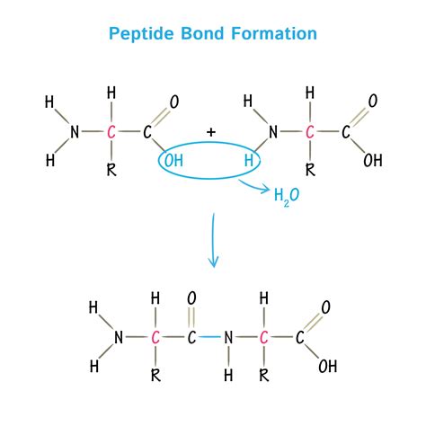 Define Peptide Bond: Technical Guide to Purity, Specification, and Manufacturing Standards