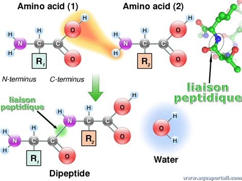 Best Peptides for Lab and Cosmetic Formulation: Purity, Certification, and Sourcing Guide